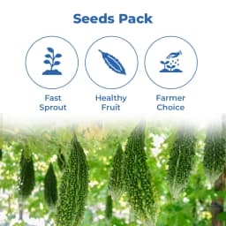 Iris IHS-135 F1 Hybrid Bitter Gourd Seeds, Vegetable Seeds, Dark Green Color 3