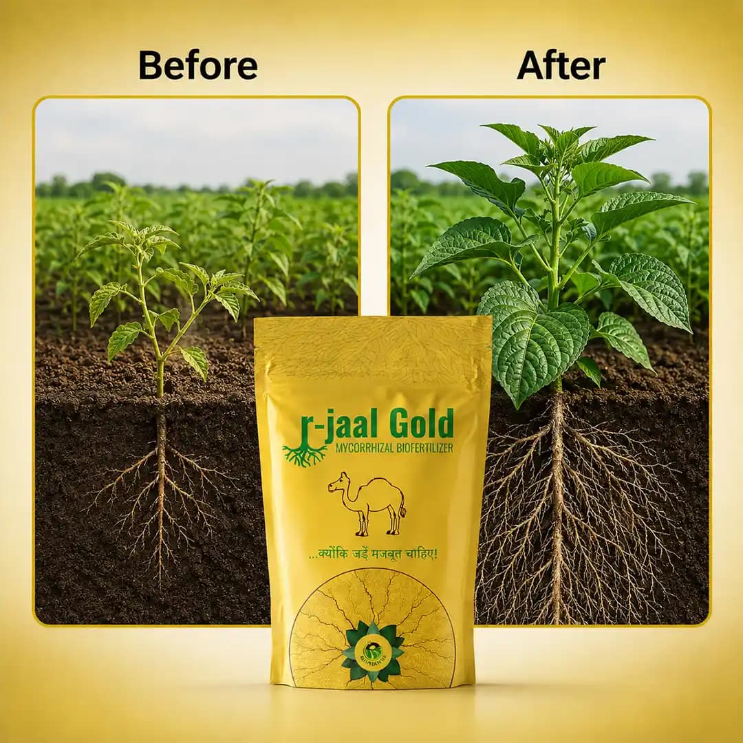 Biowall r-Jaal Gold VAM (Vesicular Arbuscular Mycorrhiza) Root Development and Nutrient - Image 9