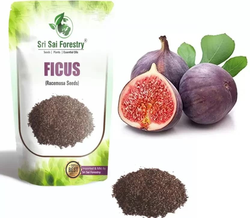 SRI SAI FORESTRY - Gular - Cluster Fig - Ficus Racemosa - Natural Tasty Athi Fruit Tree seeds - Image 2