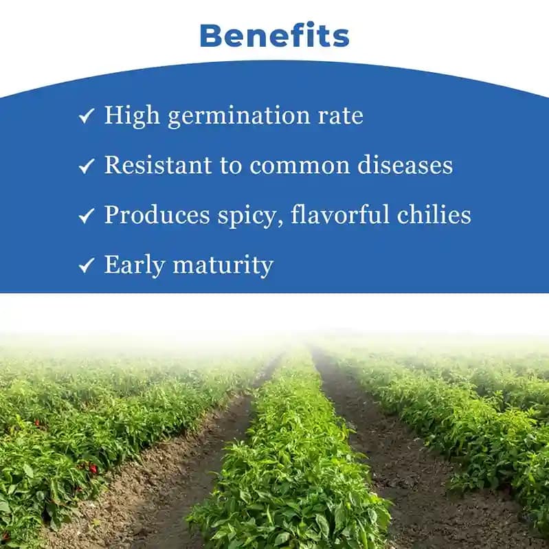 Sarpan F1- 92 Dabbi Byadgi Chilli seeds, Mirchi Ke Seeds, Marcha Na Bee, Mirchi ke Beej - Image 4