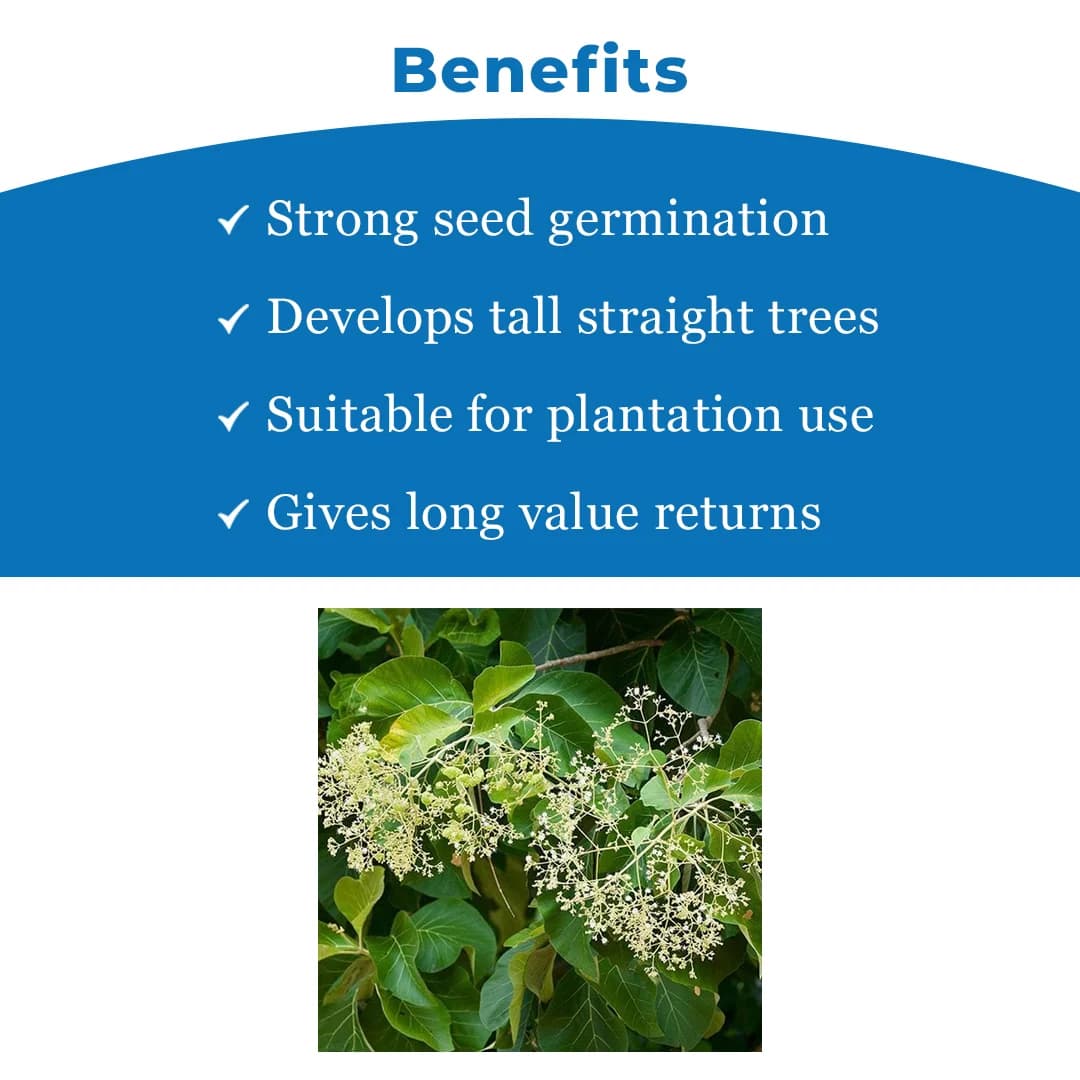 श्री साई फॉरेस्ट्री - सागवान (टीक लकड़ी) वृक्ष के बीज, अंकुरण के लिए उत्तम, लकड़ी के कामों में उपयोगी है। - Image 4