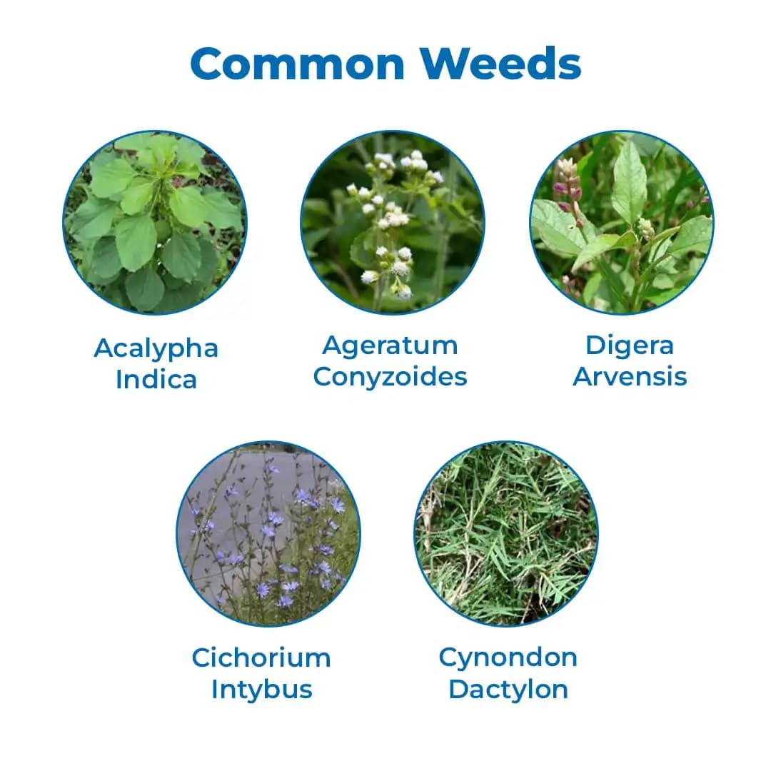 Sumitomo Excel Mera 71 Herbicide - Image 3