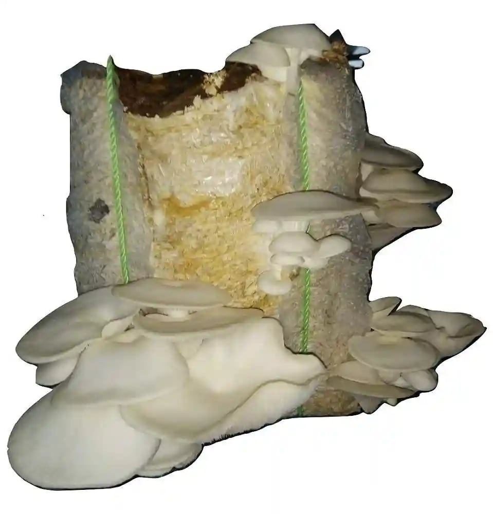 SporeKart Premium Spawn Granules, White Oyster Mushroom Seeds, 100% Clean, Concentrated, Active Mycelium Granules