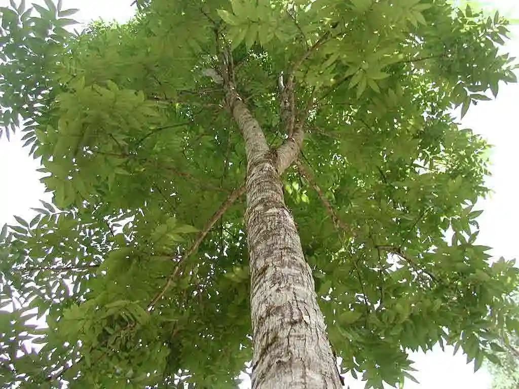 Sri Sai Forestry African Mahogany Tree Seeds, Swetania Mahogani Plant Seed - Image 3