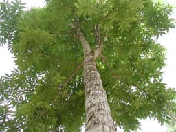 Sri Sai Forestry African Mahogany Tree Seeds, Swetania Mahogani Plant Seed 3