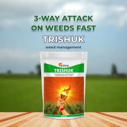 Swal Trishuk 2,4-D Sodium Salt 440 Metribuzin 350 Pyrazosulfuron-Ethyl 10 WG One-shot solution for weed management in sugarcane 2