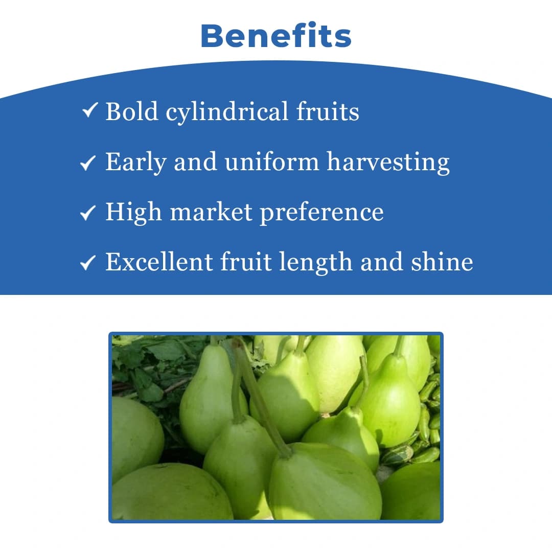 Jivit Hybrid F1 JS 445 Gutka Type Bottle Gourd Seeds, Straight Cylindrical Shape with Light Green Color - Image 4