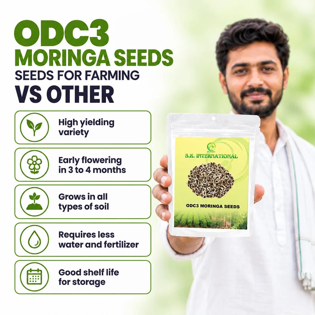 S.K. ODC3 Drumstick Seeds (Moringa Seeds) - High-Yield Variety - Image 8