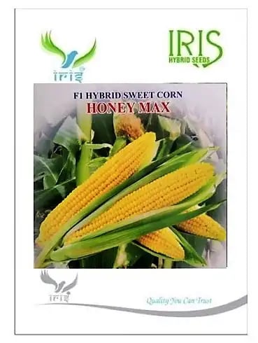 Iris Hybrid Vegetable Seeds F1 Hybrid Sweet Corn Honey Max, Best In Taste.
