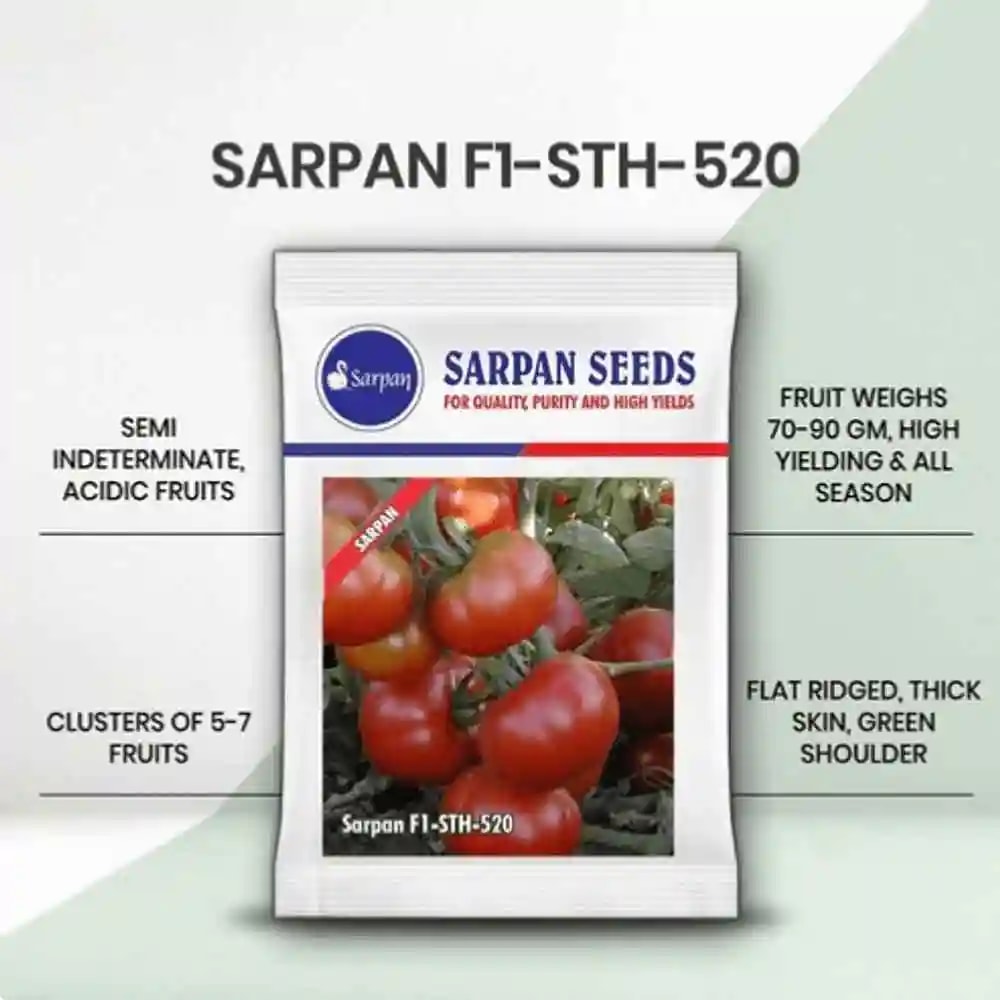 Sarpan F1 Hybrid Tomato Seeds, Tomato-520, High Yielding Variety, For All Season