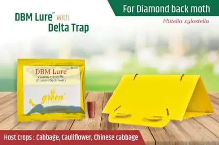 Delta Pheromone Trap with DBM Pheromone Lure for controlling Diamondback Moth (Plutella xylostella) - Image 4