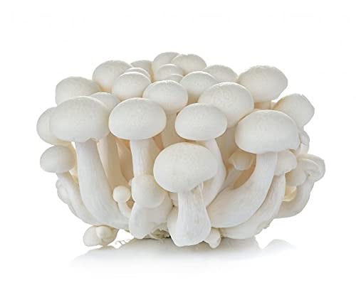SporeKart Milky Mushroom Liquid Culture, Active Mycelium Liquid Spawn, 100% Clean, Concentrated