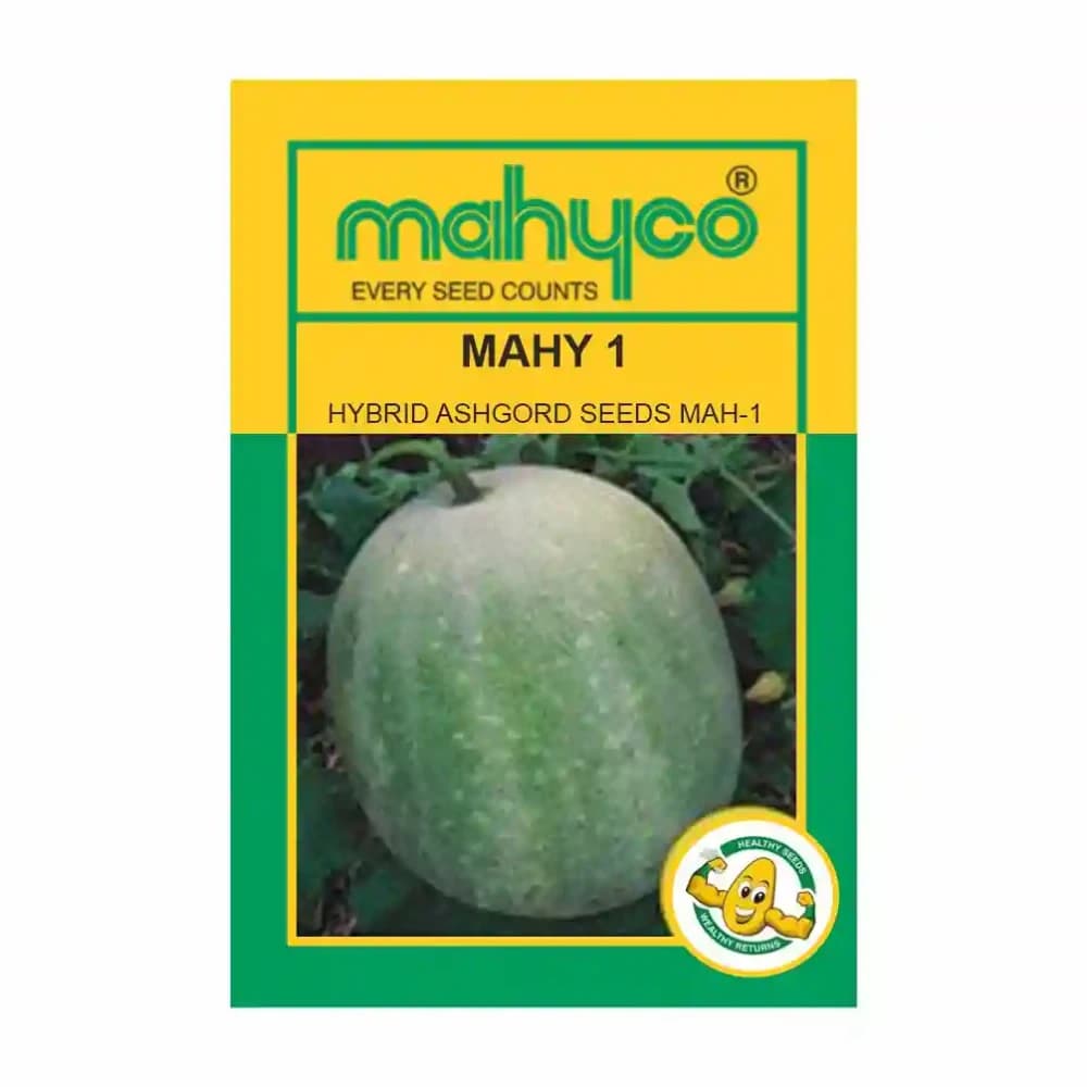 Mahyco MAHY 1 F1 Hybrid Ash Gourd Seeds, Oblong White Fruit Variety - Image 2