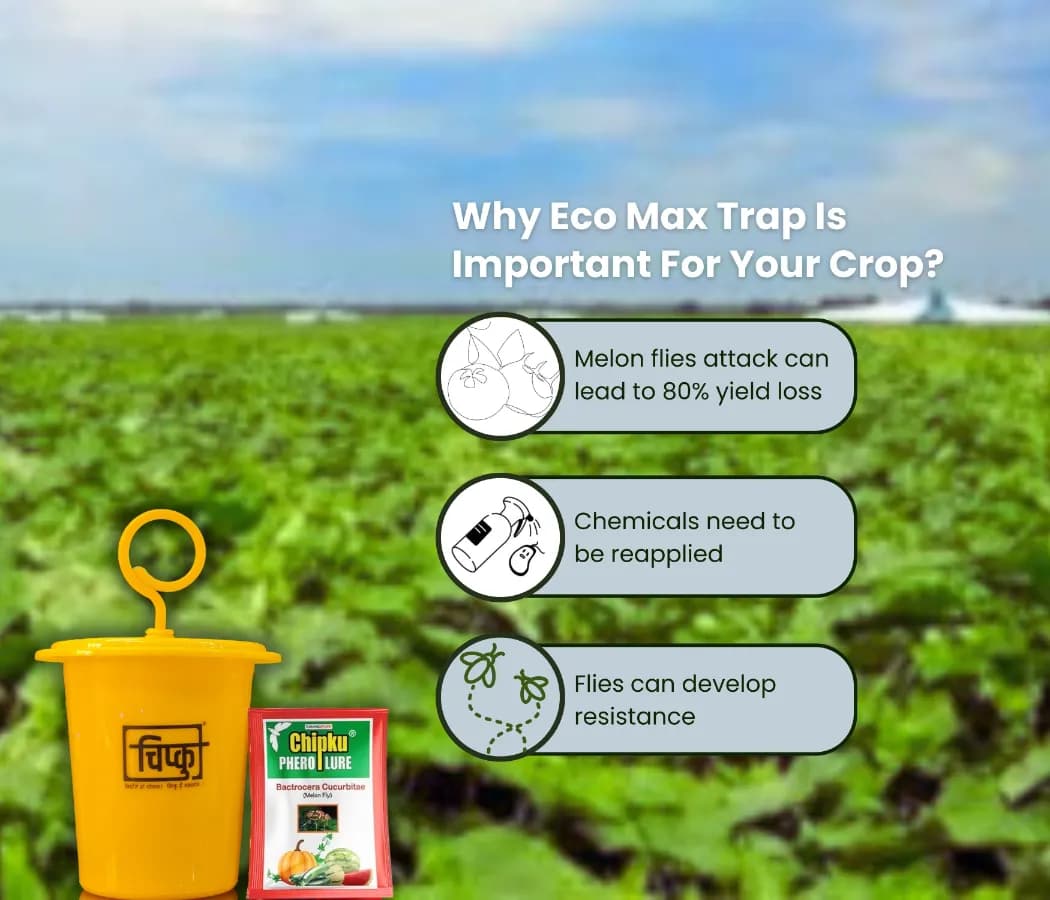 चिपकू - मेलन फ्लाई ल्यूर (बैक्ट्रोसेरा कुकुरबिटे) के साथ फेरोमोन इकोमैक्स ट्रैप लार्वा द्वारा भोजन। लौकी, कद्दू, टमाटर, तरबूज, तोरी के लिए. - Image 10