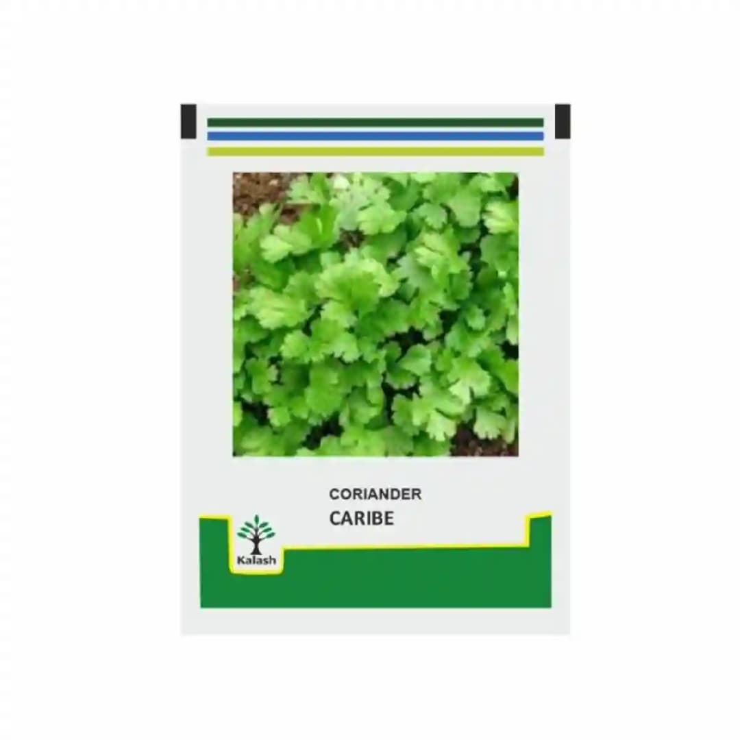 कलश धनिया कैरीबे के बीज, उच्च उत्पादन देने वाली, चौड़ी पत्तियों वाली और अच्छी खुशबूदार किस्म