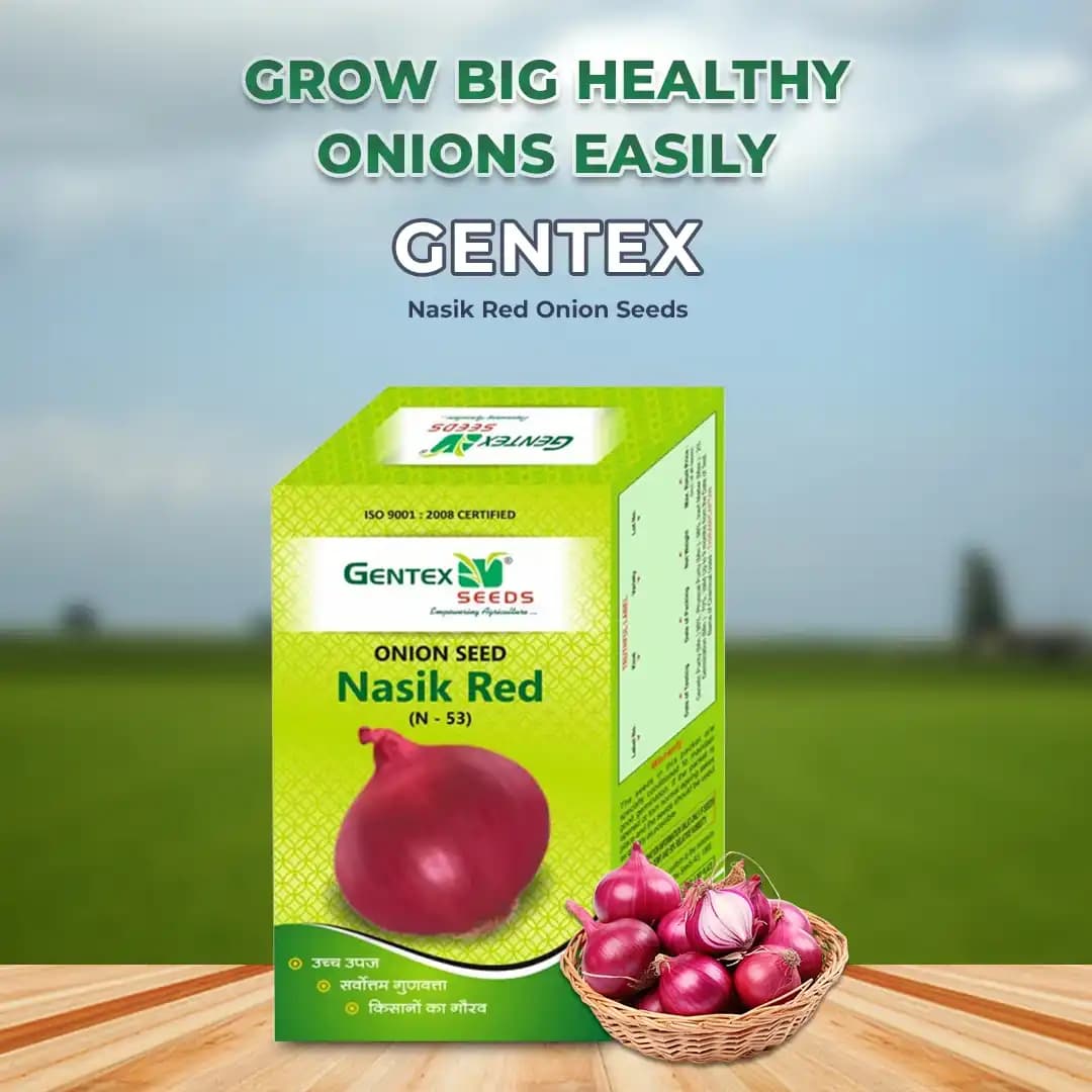 Gentex Nasik Red (N-53) Onion Seeds, Pyaaj Ke Beej, Kanda Na Bee, High-Yielding Variety And Good Germination - Image 2
