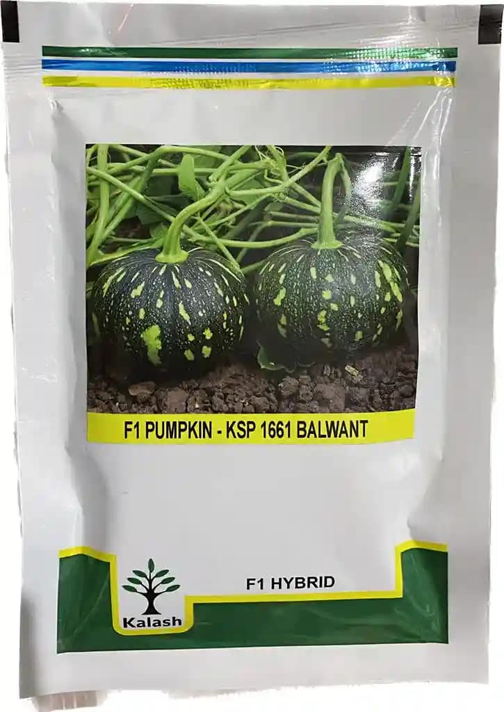 Kalash Balwant KSP 1661 Pumpkin Hybrid Seeds , Early and Excellent Fruit Setting - Image 1