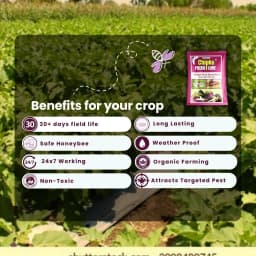 Chipku Pheromone Trap Funnel With Leucinodes Orbonalis Lure, To Catch Insect Moth Of Brinjal Fruit and Shoot Borer Lucin, Trap And Lure 5