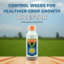 Bayer Ricestar Fenoxaprop-p-ethyl 6.9 EC, Selective Herbicide Post Emergent Herbicide. 2