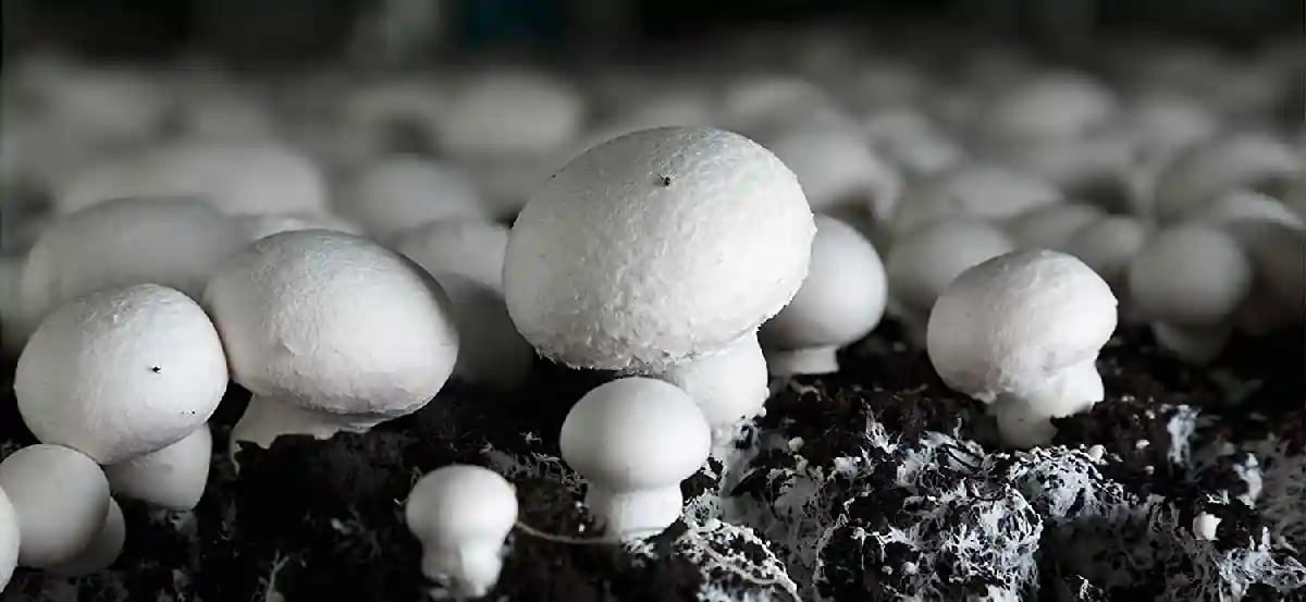 SporeKart White Button Mushroom Liquid Culture , 100 % Clean, Concentrated