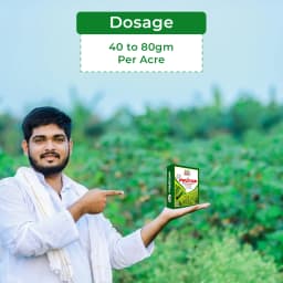 EBS Proton Acetamiprid 20% SP Systemic Insecticide, Best Used for Cotton, Vegetable, And Fruit Crops 5