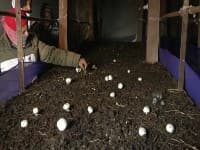 Mushroom Casing Soil. Enriches mushroom quality and shelf life,Enhance flushes and quality. - Image 4