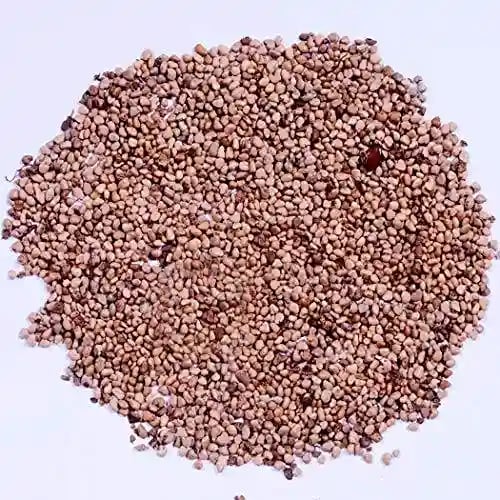 RK Seeds Fruit Seeds , Guava fruit Seeds , Amrut fruit Seeds , Psidium Guajava Seeds , Organic Guava Seed , Guava fruit Seeds, Guava fruit seeds