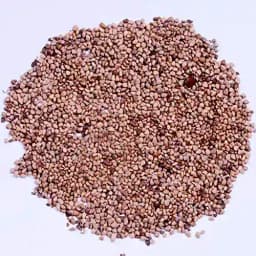 RK Seeds Fruit Seeds , Guava fruit Seeds , Amrut fruit Seeds , Psidium Guajava Seeds , Organic Guava Seed , Guava fruit Seeds, Guava fruit seeds 3