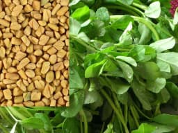 Urja Agriculture Methi, Fenugreek Seeds, Quick Growing Short 8 to 10 Inches Tall Plants 3