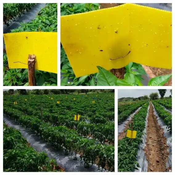 WAVAR Sticky Trap A5 Size, 20 Yellow And 5 Blue Combo, 6 x 8 Inch, 3mm Thickness, Eco Friendly Pest Control Solution - Image 5