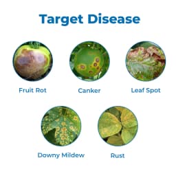 EBS Coxy-50 Copper Oxychloride 50% WP Fungicide, Broad Spectrum That Controls Fungal And Bacterial Diseases 3
