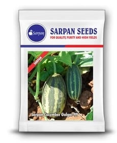 Sarpan Hybrid Cucumber Gulgai-99, Very High-Yielding, Excellent Shelf Life