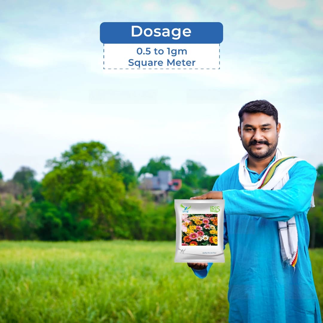 Iris Gazania Sunshine Mix Hybrid OP Flower Seeds, Mix Flower Colour, Best For Outdoor Garden - Image 5