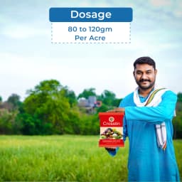 Shivalik Crosstin Carbendazim 50% WP Fungicide, Broad Spectrum, Agriculture Use 5