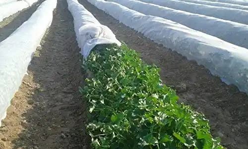 Siddhi Crop Cover Protection Cover Non-Woven Fabric Plant Cover, Improves Fruit Quality. - Image 11