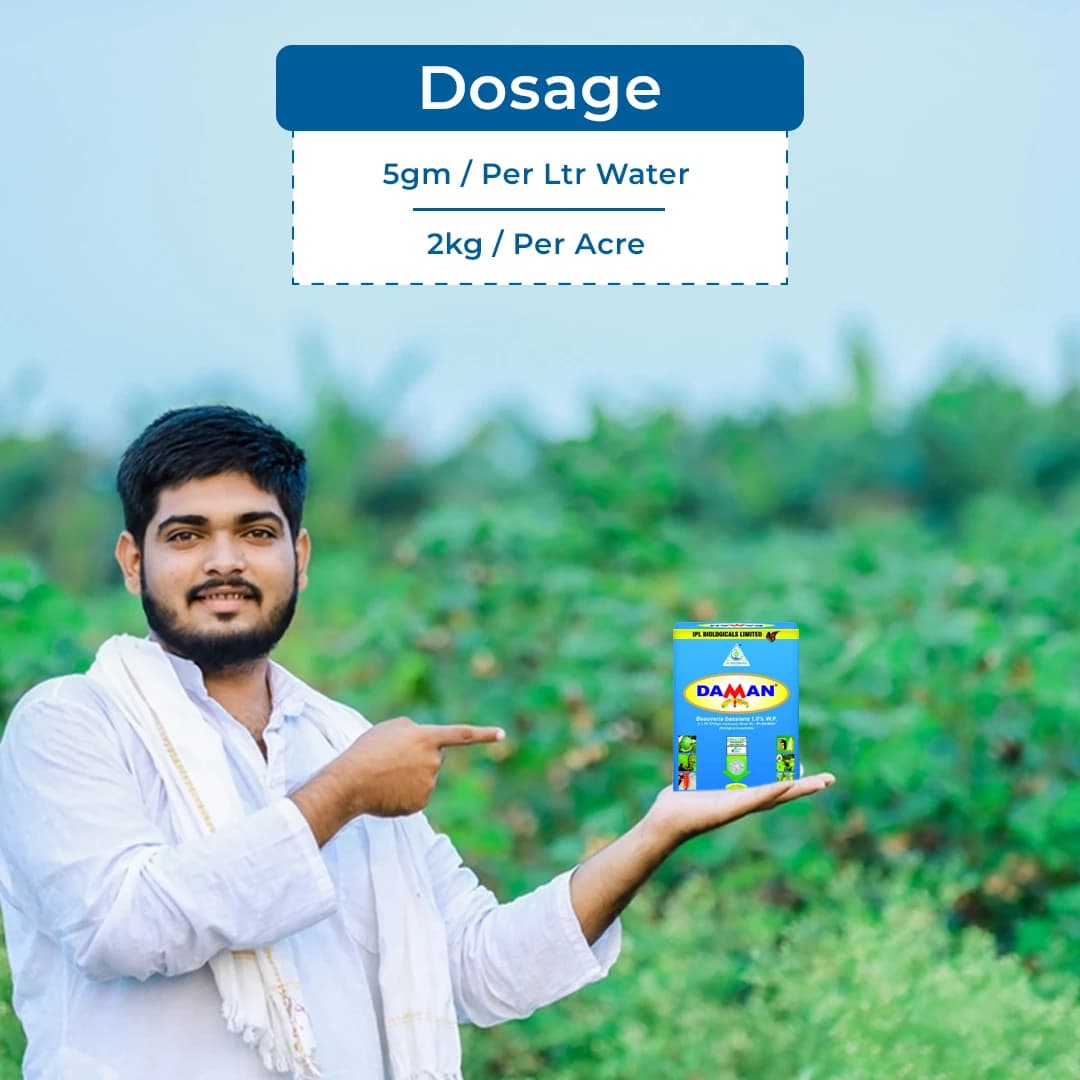IPL Daman Beauveria Bassiana Bio Insecticide, Effective Control of Root Borer, Caterpillars & Sucking Pests - Image 5