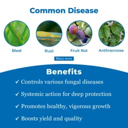 Agriventure Tebcon Tebuconazole 25.9 % EC Fungicide, Broad Spectrum Systemic Fungicide, Use For Rice, Chilli, Groundnut, Onion, Soybean 3