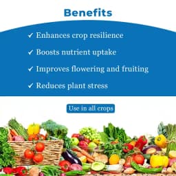 FMC Zinatra 700 (Zinc Oxide Suspension Concentrate 39.5% ww Zinc) , Provides More Zinc To Plants Compared To Traditional Zinc Formulations 4