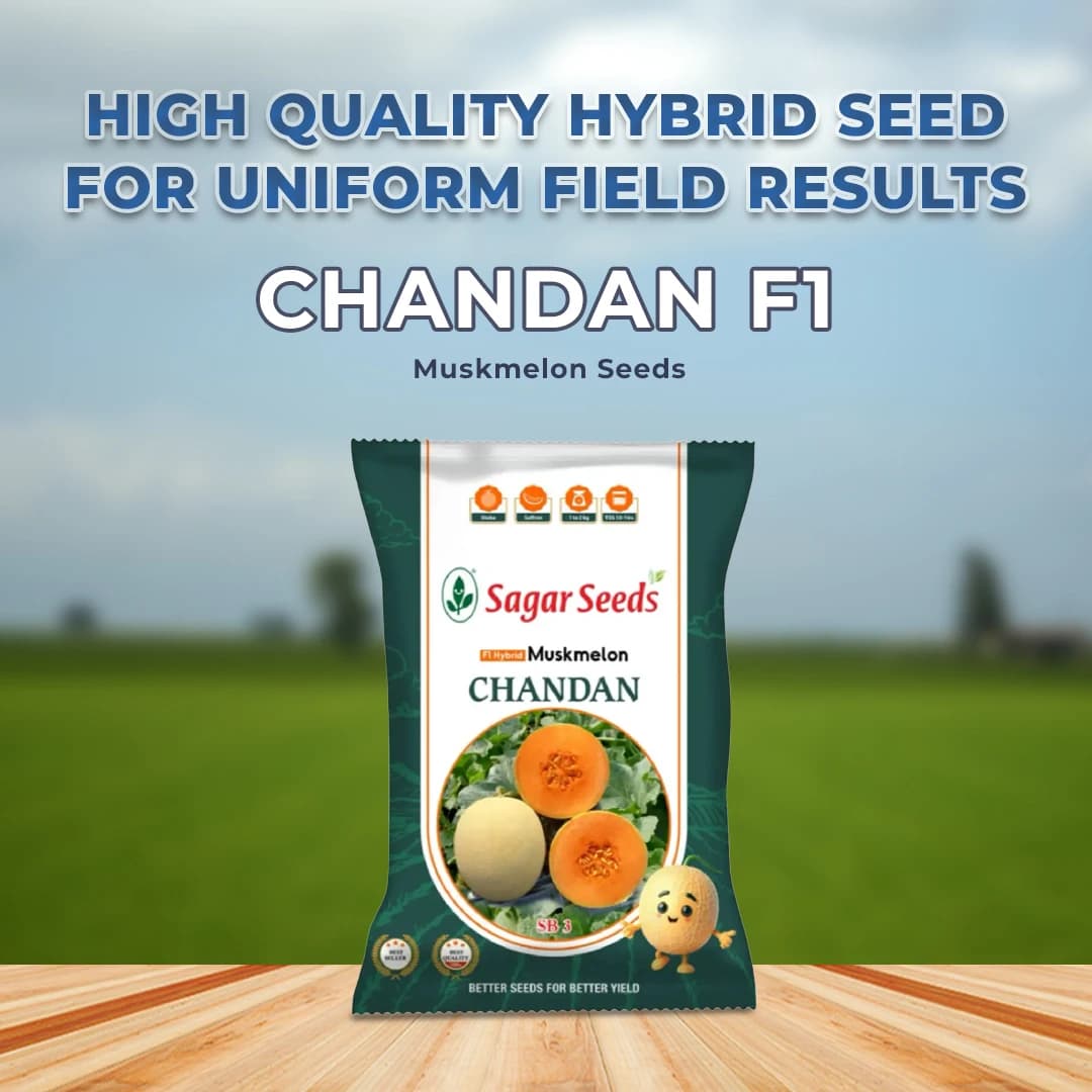 Sagar Chandan F1 Muskmelon Seeds, Buff Yellow Skin, Green Stripe, Rich Aroma, High Yield - Image 2