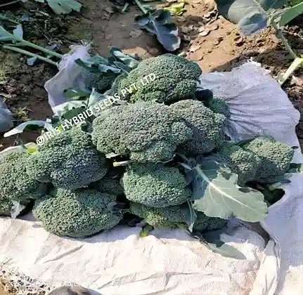 Iris Hybrid Vegetable Seeds F1 Hybrid Broccoli Cali-09, Excellent Germination