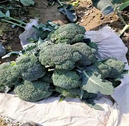 Iris Hybrid Vegetable Seeds F1 Hybrid Broccoli Cali-09, Excellent Germination