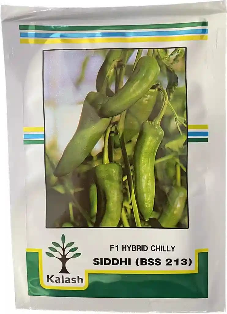 Kalash Chilli Siddhi Bss 213 F1 Hybrid Seeds, Achari Type, For Green Purpose, Heat Tolerance.
