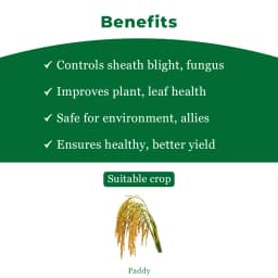 BACF Bcontrol Validamycin 3% L. Fungicide, Targets Paddy, all bacterial diseases and Sheath Blight, Non Systematic antibiotic with fungicide action 4