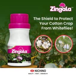 Nichino Zingala Pyrifluquinazon 20% WG Insecticide, Effective Control Whitefly In Cotton Crop 3