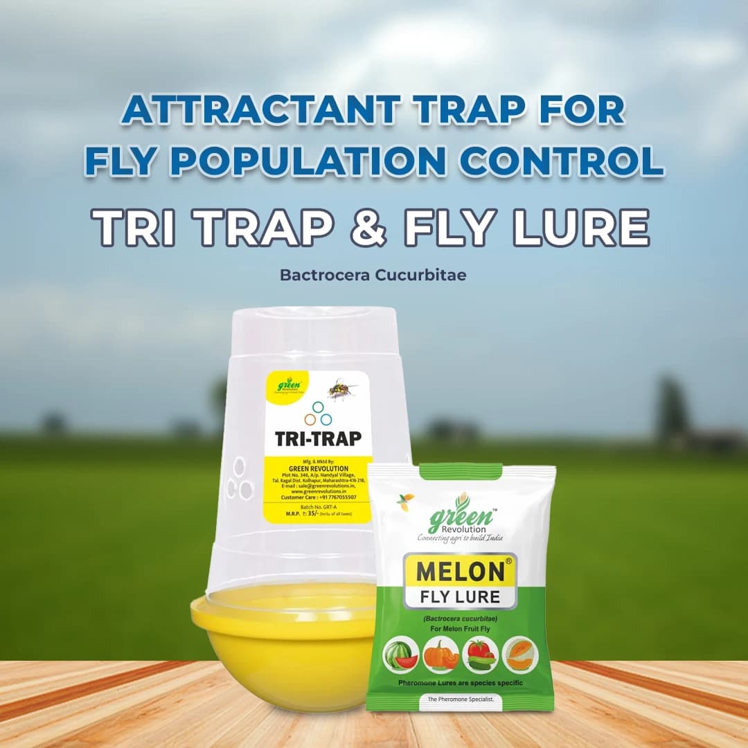 Green Revolution Tri Trap and Melon Fly Lure (Bactrocera Cucurbitae), Easy To Use & Provide Long Lasting Protection - Image 2