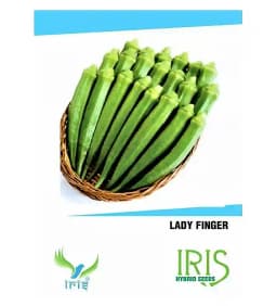 Iris Hybrid Vegetable Okra Seeds, Bhindi Ke Beej, Best For All Seasons With Good Germination (15 Seeds) 2