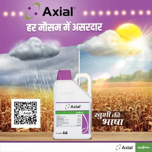 Syngenta Axial Pinoxaden 5.1% EC Herbicide, Fast Post Emergence Control Of Phalaris Minor - Image 3