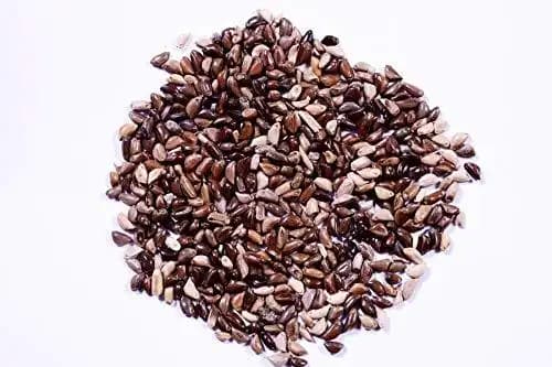 RK Seeds Napier Grass Seeds, Elephant Grass Seeds, Fodder seeds, Grass seeds, Napier grass High yield variety grass seeds ,cattle grass seeds - Image 3
