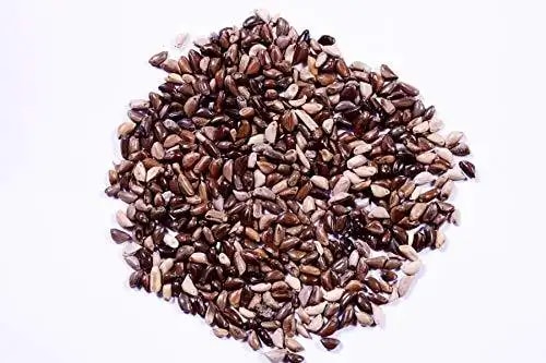 RK Napier Grass Seeds
