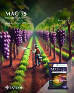 Exylon Mac 75 Mancozeb 75% WP Fungicide, Broad-Spectrum, Effective Disease Control In Crops 2